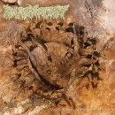 PHARMACIST - Vertebrae After Vertebrae (2026) CD